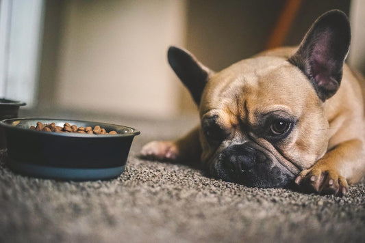 Mi mascota no quiere comer ¿Qué hago?