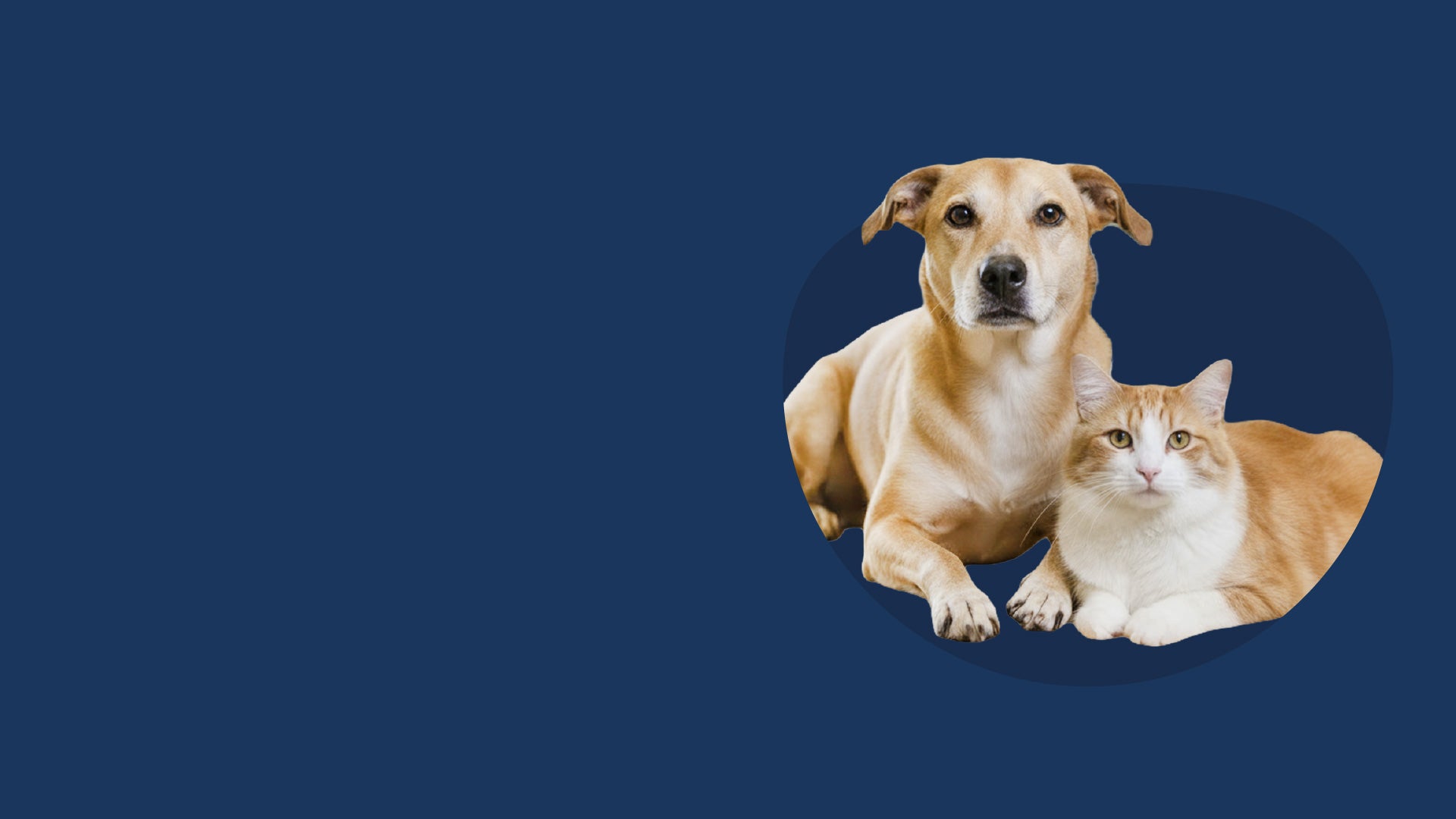 EVI Urgencias veterinarias Medellin