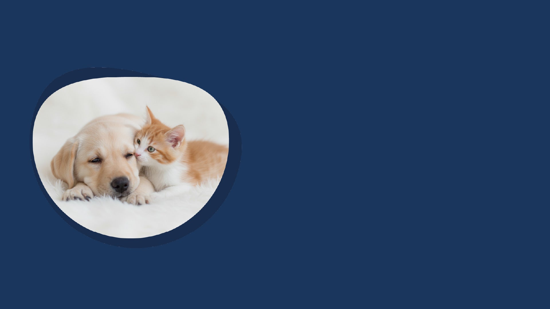 Evi emergencias veterinarias